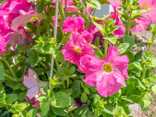 pink flowers in the garden