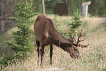 Deers YelloCervowstone