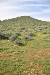Fototapeta na wymiar Arizona springtime desert bloom and green grasses