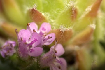 Thymian
