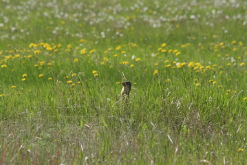 Scoiattolo in osservazione