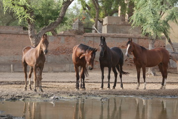 herd of  marwari horses on a pasture