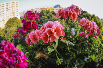 Pelargonium flowers in a pot on a balcony in Warsaw, Poland