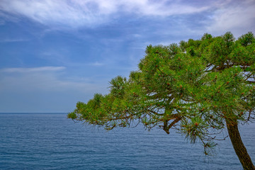 Alone evergreen pine (Pinus) on th Mediterranean sea coast background. Blanes, Costa Brava, Spain.