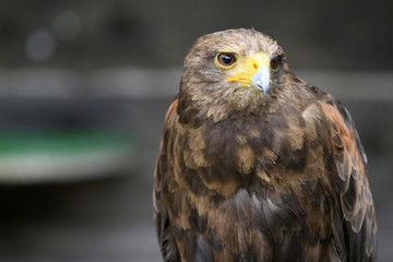 Faucon. / Falcon.