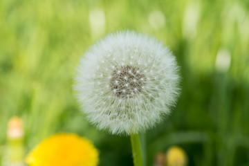 Pusteblume