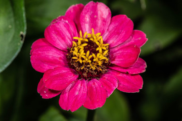 flor naturaleza pimpollo primavera