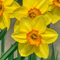 narcissus flowers in close-up, daffodils embellish gardens and parks in spring