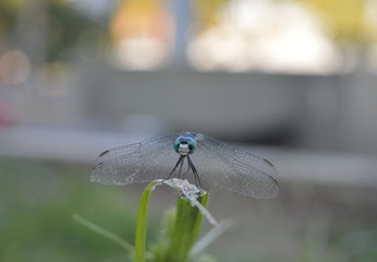  Dragonfly perched on the grass sheet. Delicate.