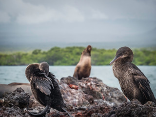 Two Flightless Cormorants resting on shore near Isabela Island, Galapagos Islands, Ecuador