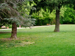 Schlosspark Britz mit Kiefer und Rasenfläche