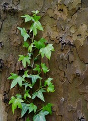 Efeublätter ranken am Baum