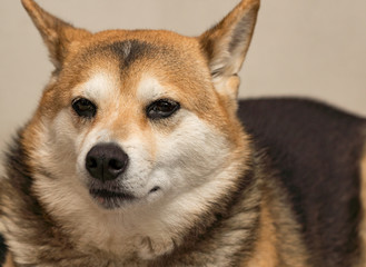 日本犬ミックスの顔