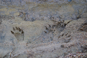 coon tracks in the sandy mud by the river 