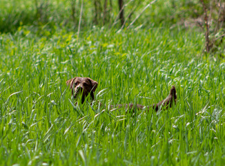Dog hiding in the tall grass