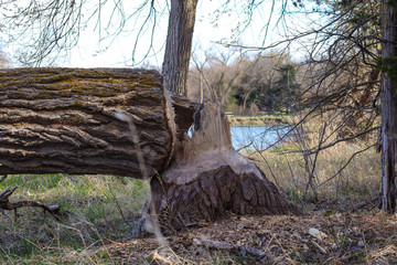 tree in the forest cut down by beavers 