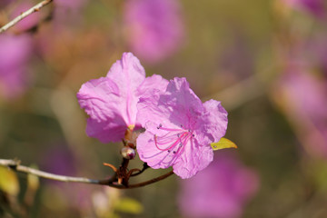 Pink flowers of Rhododendron mucronulatum or Korean rhododendron in garden in early spring