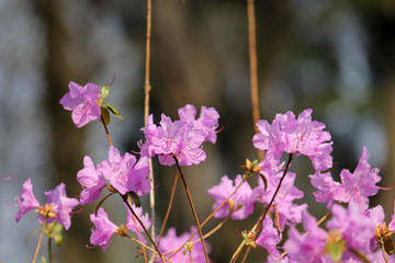 Branches of Rhododendron mucronulatum or Korean rhododendron with pink flowers in garden in early spring