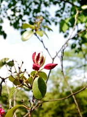 Obraz premium Rhododendron im Park