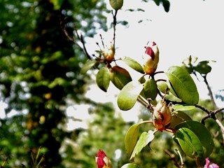 Obraz premium Rhododendronstrauch