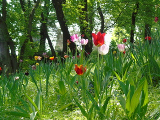 Campo di tulipani