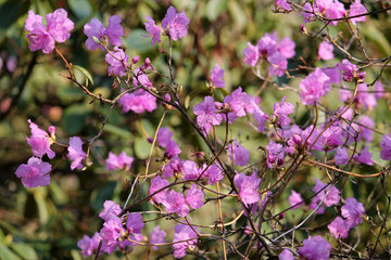 Branches of Rhododendron mucronulatum or Korean rhododendron with pink flowers in garden in early spring