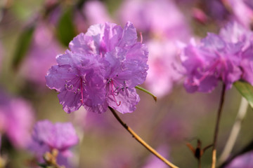 Obraz premium Pink flowers of Rhododendron mucronulatum or Korean rhododendron in garden in early spring