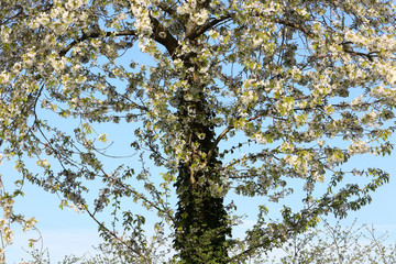 Arbre en fleurs au printemps.