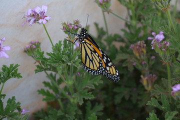 Mariposa monarca color naranja con negro y blanco.
