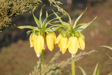 Yellow flowers of Fritillaria imperialis or Crown imperial fritillary (cultivar Lutea) in garden