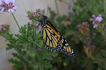 Mariposa monarca color naranja con negro y blanco.
