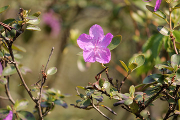 Pink flower of Rhododendron ledebourii close-up in garden