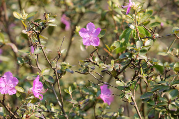 Branches of Rhododendron ledebourii with pink flowers and green leaves in garden