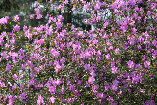 Pink flowers of Rhododendron dauricum or Dahurian rhododendron. General view of flowering plant in the garden in early spring