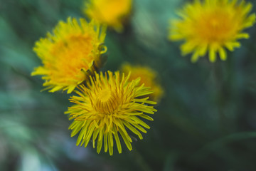 The dandelions