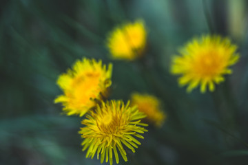 The dandelions