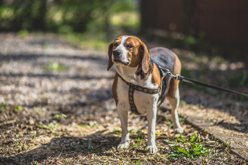 beagle