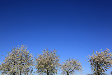 Arbres en fleurs au printemps.