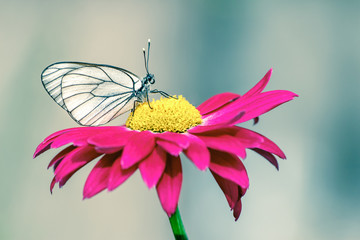 Close-up photo of one white butterfly on a red flower in a summer day outside. Toned colors, soft focus and copy space.