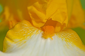 Close up of a yellow and white Iris in bloom on a sunny morning