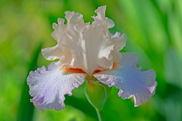 Fototapeta na wymiar Close up of a lilac and white Iris in bloom on a sunny morning