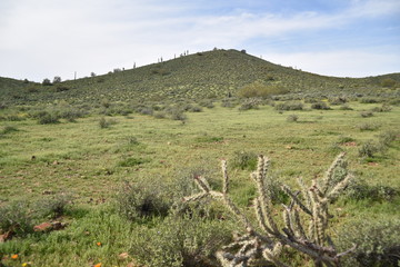 Fototapeta na wymiar Arizona springtime desert bloom and green grasses