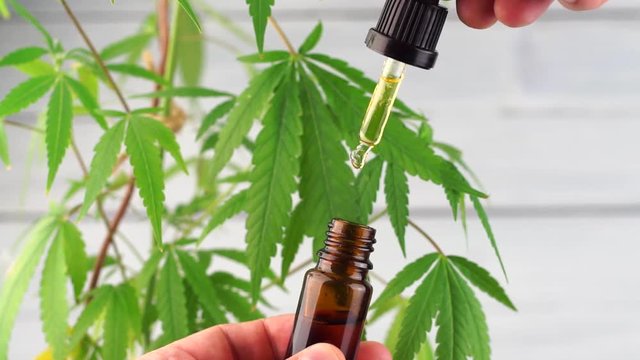 Hand dropping CBD oil from pipette to the bottle against Cannabis plant