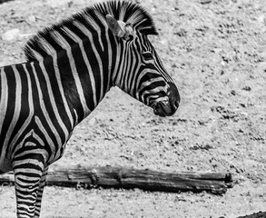 zebra