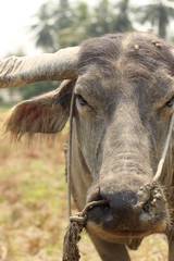 close-up of a weathered dirty muddy face of a Southeast Asian water buffalo on a farm in Northern Thailand