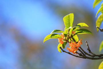 キンモクセイの花