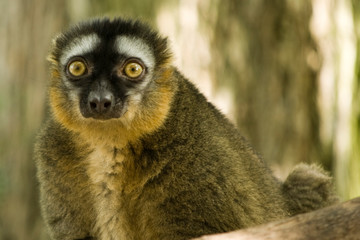 Retrato de un lemur frentirrojo mirando de frente en el zoo de Valencia