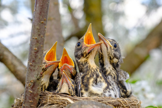 cute baby birds in nest