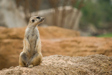 Retrato de un suricato mirando a la derecha