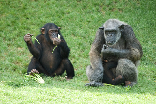 Parejas de monos comiendo y sentados en el c&eacute;sped